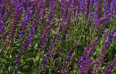 medicine plant purple flower yarrow on a flowerbed on a sunny day