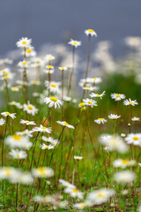 Wild Daisies in Bloom on a Summer Meadow