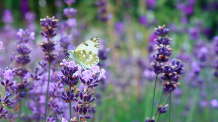 Fototapeta premium Green and white butterfly on lavender flowers in summer garden