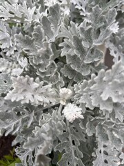 cineraria background
