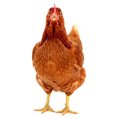 Fototapeta premium front view of chicken,,PNG