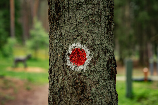 tree with red and white trail marker in forest, hiking trail sign painted on bark in woodland, forest navigation symbol, outdoor adventure concept, eco tourism and nature travel background image