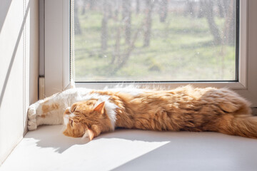 The ginger cat stretched out on the white windowsill at full length, enjoying the sunlight coming through the window