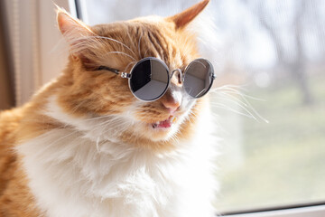 A red cat with a white chest sitting by the window, wearing round sunglasses, looking at you with...