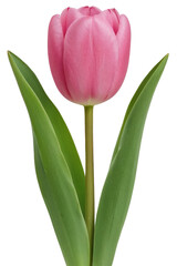 Obraz premium Pink tulip flower isolated on transparent background