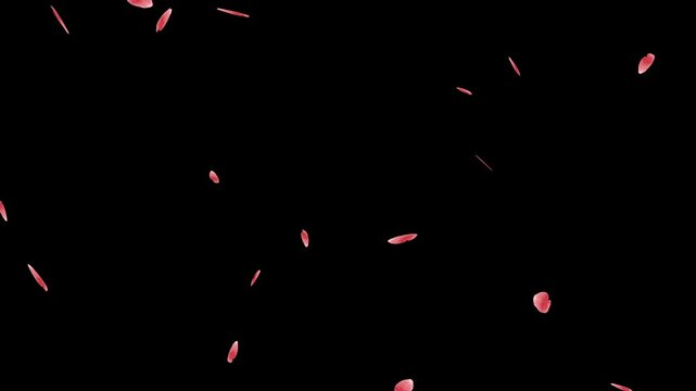 Red Rose petals flying Random against black background. Valentine s day, Wedding, Birthday, Celebration, concept . 