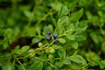 wild blueberries on green bush in forest close up ripe bilberry fruits natural organic food growing...