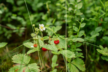 Obraz premium wild strawberries growing in green forest undergrowth with blooming white flowers, fresh summer berries on natural background, organic fruit plant in woodland environment close up macro photography