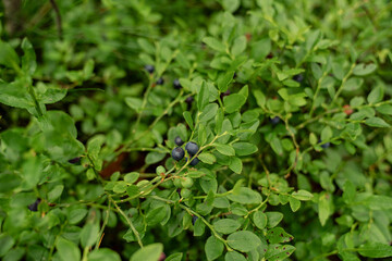 wild blueberries on green bush in forest close up ripe bilberry fruits natural organic food growing...
