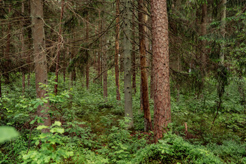 dense green forest with tall pine and spruce trees in summer season lush foliage wild woodland natural landscape peaceful nature scene untouched flora tranquil ecosystem outdoor environment view