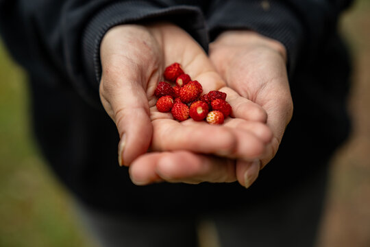 close up of hands holding fresh wild strawberries in forest natural organic food healthy summer fruit foraging concept ripe red berries outdoor lifestyle healthy snack nature harvest woodland backgrou
