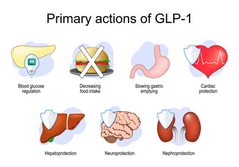 GLP-1. Key Roles of Glucagon-like peptide-1