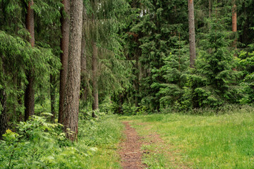 lush forest path with tall green pine trees and grass nature trail peaceful summer woodland landscape outdoor travel background hiking route serene natural environment eco tourism forest scene