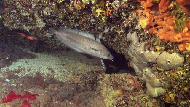 Forkbeard fish in a colorfull underwater scene