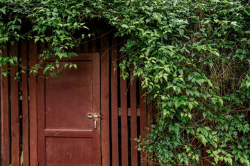 old wooden red shed door with metal lock surrounded by green climbing ivy, rustic garden structure,...