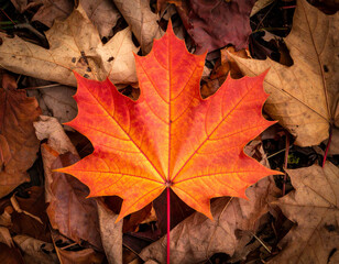 Vibrant Autumn Maple Leaf