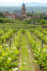 rows of grape field all over the rolling hills with church bell tower in the background in  Alsace, France, winery
