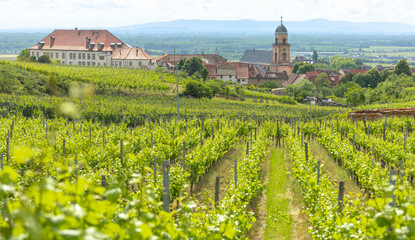 rows of grape field all over the rolling hills with church bell tower winery house in the background in  Alsace, France