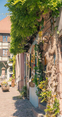 a beautiful shop decorated with flowers and plant in  Riquewihr, Alsace, France, winery