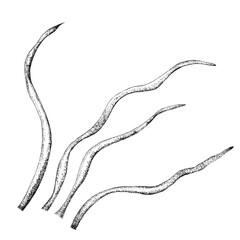 A bundle of black line-art algae, seaweeds. Marine life clipart. Hand-drawn illustrations to combine with ink stones, fishes, water to create underwater world, fishing scenes, seabed, riverbed