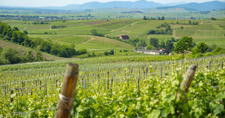 the grape filed over the rolling hills in  Alsace, France, winery