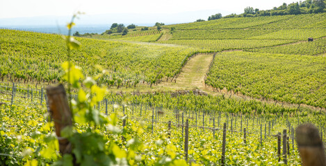 the grape filed over the rolling hills in  Alsace, France, winery