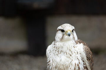 A falcon portrait