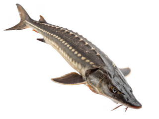 Sturgeon fish png large fish png freshwater fish png prehistoric fish png edible fish png swimming sturgeon png isolated png transparent background image