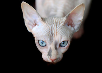 Portrait of cute sphinx kitten