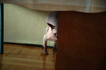 Portrait of cute sphinx kitten