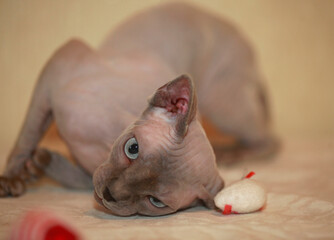 Portrait of cute sphinx kitten
