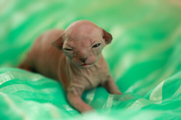 Portrait of cute sphinx kitten