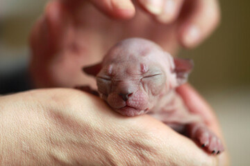 Portrait of cute sphinx kitten