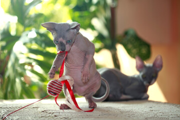 Portrait of cute sphinx kitten