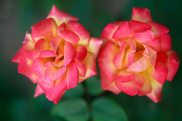 Two colorful roses on green background