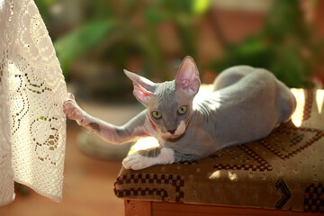 Portrait of cute sphinx kitten