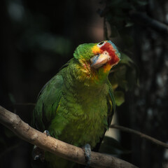 loro