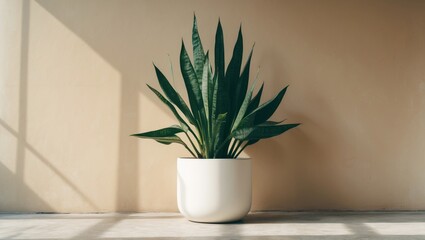 Obraz premium Sansevieria Plant In A Modern White Pot On The Background Of A Beige Wall. Home Decor And Gardening Concept.