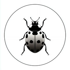 Fototapeta premium A black and white bug with white spots on its back. The bug is standing on a white background