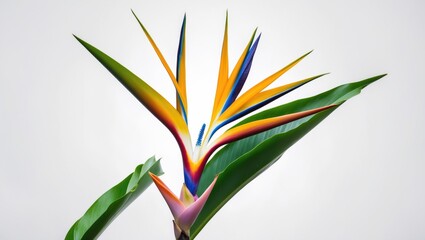 Obraz premium Strelitzia Reginae Flower, Bird Of Paradise Flower With Leaf, Tropical Flower Isolated On White Background, With Clipping Path. With Empty Copy Space For Text