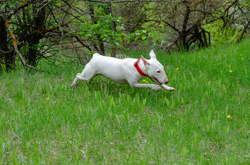 Miniature Bull Terrier running joyfully through lush green summer grass. Action shot, almost flying low. Yellow dandelions dot the field. Soft blurred trees in background. Energetic dog, red collar