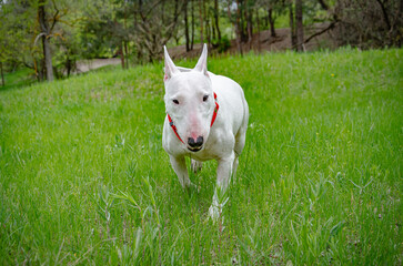 Close-up portrait of a white Miniature Bull Terrier trotting directly towards camera Engaging eye contact. Surrounded by young green grass with distant blurred trees Red collar. Friendly, approachable