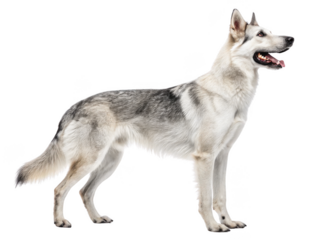 Pasta in bowl png white bowl with pasta png cooked noodles png Italian food png spaghetti dish png meal in bowl png transparent background image