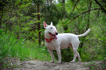 Miniature Bull Terrier standing alert on elevated forest road. Shoulder-level shot. Blurred woods backdrop, roadside grass. Profile head turn sequence. Red collar, attentive pose.