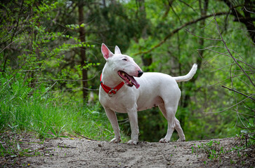 Miniature Bull Terrier standing alert on elevated forest road. Shoulder-level shot. Blurred woods backdrop, roadside grass. Profile head turn sequence. Red collar, attentive pose.