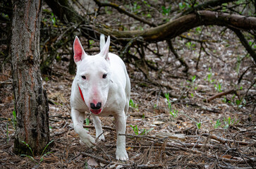 Miniature Bull Terrier running towards camera in pine forest setting. Close-up view. Ground covered in pine needles and twigs. Fallen logs in blurred background. Red collar, wilderness feel.
