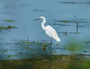 Little egret walking through wetland