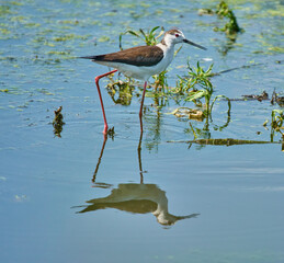 Black-winged stilt in shallow water