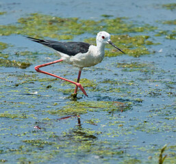 Black-winged stilt in shallow water