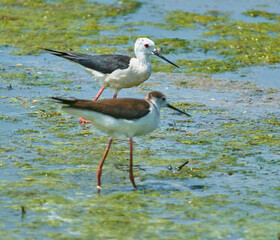 Two black-winged stilts in marsh